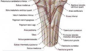 Image result for Turbina oblongata