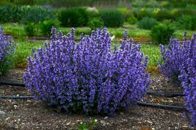 Learn about full sun perennials, including daylily, shasta daisy and penstemon, from the experts at hgtv. The Most Exciting New Perennials For This Gardening Season The Star