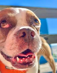 🌈❤️YouR😊SMiLe is LiTeRaLLY THe😍CuTeST THiNg I haVe EVeR seen in  MY🥰LiFe‼️‼️OH🤭MoMMie‼️💋🐶HaPpY🦷TeeFie🦷TueSdaY🐶💋 ‼️🌈❤️😍😊🥰🐶💋