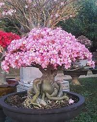 Pin On Bonsai Plants