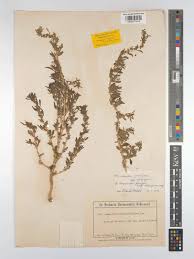 Image result for Amaranthus graecizans