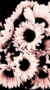 Maybe I Will Use This For My 13 Birthday Table Decorations Its Gonna Be So C Maybe I Will Use This For M Pink Sunflowers Sunflower Wallpaper Flower Wallpaper
