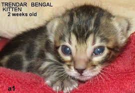 Buying kittens for sale and cats for sale could cost hundreds of dollars; Bengal Kittens For Sale In Wv Photos Of Exitic Show Quality Cats In 2020 Bengal Kitten Bengal Kittens For Sale Kitten For Sale