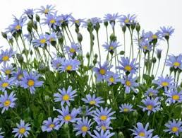 Image result for Felicia boehmii