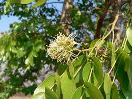 Image result for Brachystegia torrei