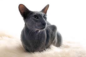 This cat is listed as a russian blue/domestic long hair mix.chances she actually is? 8 Blue Cat Breeds