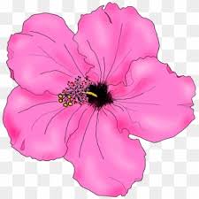 Maybe you would like to learn more about one of these? Drawings Of Hibiscus Flowers How To Draw A Gudhal Ka Phool Drawing Hd Png Download 680x678 2548656 Pngfind