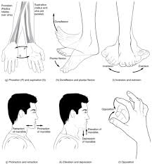 Knowing the structure of muscle naming can also help you decipher the function, location, and other information about muscles form their names alone. Naming Muscles Human Anatomy And Physiology Lab Bsb 141