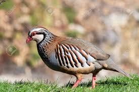 Image result for Alectoris rufa