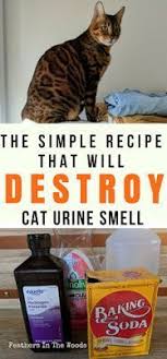 Remove Cat Pee Smell Permanently Cat Urine Smells Cat Urine Remover Remove Cat Urine Smell