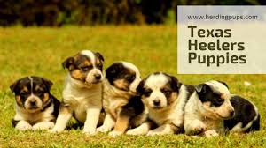 All pups have arrived at their forever home! Texas Heeler Puppies Www Herdingpups Com Youtube