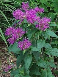Monarda Didyma Dark Ponticum Plants Plants Flowers Perennials Flower Garden