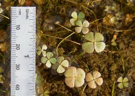 Image result for Marsilea vera