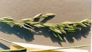 Image result for Bromus catharticus