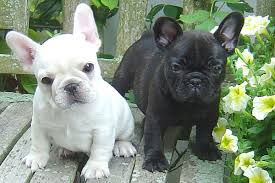 Because of the build of the french bulldog, squat build and heavy head, they cannot swim well q. French Bulldog Or Frenchie Australian Dog Lover