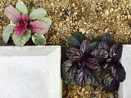 駐車場に植えてある植物 3 Chocoの庭 楽天ブログ