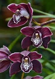 Purple Cymbidium Cymbidium Purple Orchid Flower Cymbidium Orchids Unusual Flowers