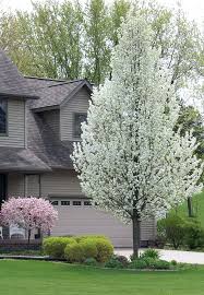 Clusters of white the different varieties flower white, pink or red in may. Mckay S Blog Columnar Trees Shrubs Our 7 Go To Plants For Narrow Spaces