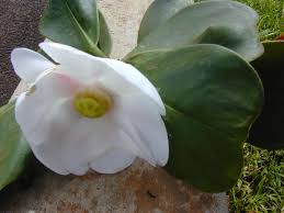 Image result for Clusiaceae