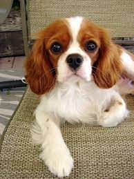 B4e5946362c1ba227a8becadbf548d09 Jpg 500 666 Pixels Cavalier King Charles Dog King Spaniel King Charles Cavalier Spaniel Puppy