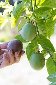Growing Passion Fruit It S Easy If You Can Beat The Bugs Growing Passion Fruit Passion Fruit Plant Passion Fruit