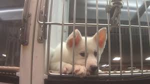 Npd is a holiday to celebrate puppies & encourage adoption around the globe. Complaints About Sick Petland Puppies Pour In After Hsus Undercover Investigation A Humane World