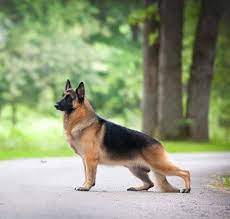 Gsd Stud Alex German Shepherd Breeders German Shepherd Dogs German Shepherd
