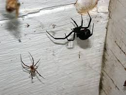 A black widow spider belongs to the arachnid family, it has no back bone. Males Can Sniff Out A Well Fed Female Spider Female Black Widow Black Widow Spider