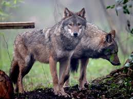 An old cherokee is teaching his grandson about life: Wolves Are Not Egalitarians When It Comes To Play Fighting The Independent The Independent