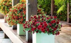 Image result for calibrachoa million bells