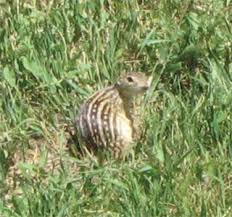 Flying squirrels are found living inside attics, eaves, and soffits. The Thirteen Lined Ground Squirrel Controlling Damage