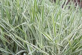 Image result for Phalaris