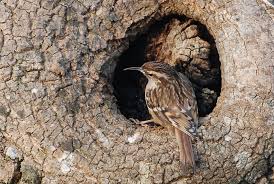 C'est un petit oiseau (12 à 13,5 cm de longueur pour une masse de 8 à 12 g), de couleur plutôt terne avec des rayures brunes sur le dessus et blanches sur le dessous. Grimpereau Des Jardins Description De L Oiseau Photos Instinct Animal