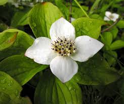 We did not find results for: Bunchberry Wins Canada National Flower Vote Garden Making