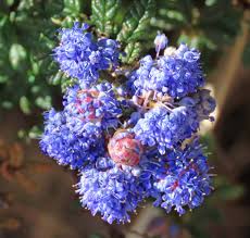 The process of choosing the plants, planting them, and. Many Coastal Flowers Now In Full Bloom This Week In The Garden