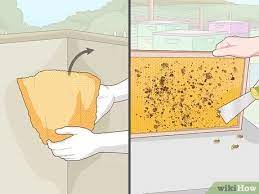 Trapping honeybees that had nested in a chimney. 3 Ways To Remove Bees Wikihow