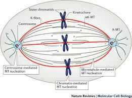 The cell is engaged in metabolic activity and performing its prepare for mitosis (the next four phases that lead up to and include nuclear division). Mitotic Spindle Assembly In Animal Cells A Fine Balancing Act Nature Reviews Molecular Cell Biology