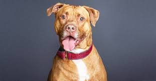 Check spelling or type a new query. Joe Biden L Histoire Emouvante De Son Chien Major Adopte Dans Un Refuge