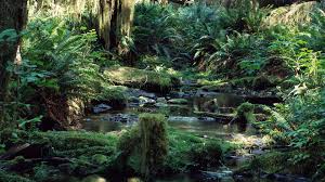Rainforest ultrahd background wallpaper for wide 16:10 5:3 widescreen wuxga wxga wga 4k uhd tv 16:9 4k & 8k ultra hd 2160p 1440p 1080p 900p 720p standard 4:3 5:4 3:2 fullscreen uxga sxga dvga hvga tablet 1:1 ipad 1/2/mini mobile 4:3 5:3 3:2 16:9 5:4 uxga wga dvga hvga 2160p 1440p 1080p 900p 720p sxga dual 16:10 5:3 16:9 4:3 5:4 wuxga wxga wga 2160p 1440p 1080p 900p 720p uxga sxga Movie Detail Fanart Tv Fanart Tv Rainforest Wallpaper Tropical Rainforest Rainforest