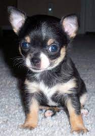 From free yorkie puppies to free german shepherd puppies, you can find the perfect addition to your home here at k9stud. Chihuahua Puppies Pictures Biological Science Picture Directory Pulpbits Net