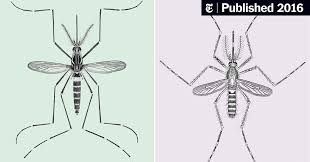 Dark spots that look like bruises. Peril On Wings 6 Of America S Most Dangerous Mosquitoes The New York Times
