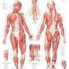 Welcome to innerbody.com, a free educational resource for learning about human anatomy and physiology. 1