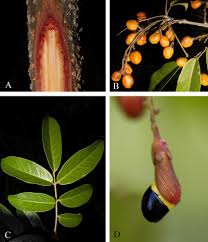 Image result for Connarus