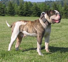 To furnish because of the many different types of work this breed can do, several distinct lines evolved, each the johnson dogs, commonly referred to as 'bully', are bulkier in body, heavier in bone, with. Bo16 Jpg 700 640 Johnson American Bulldog American Bulldog American Bull