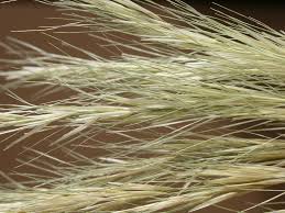 Image result for Aristida adscensionis