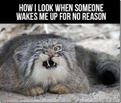 Pin By Jenny F On Animals Funny Animals Funny Cats Animals