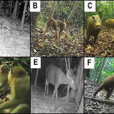 It appears your web browser is not configured to display pdf files. Pdf Inventory Of Terrestrial Mammals And Birds In Sungai Pin Conservation Area Kinabatangan