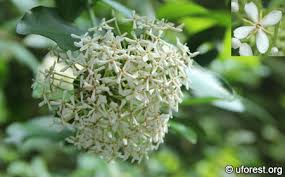 Image result for Ixora hartiana