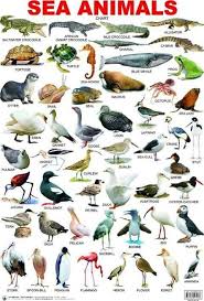 Sea Animals Hayvanlar Ingilizce Dilbilgisi Kus