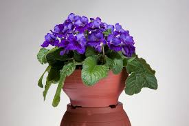 Maybe you would like to learn more about one of these? Streptocarpus Ladyslippers Green Fuse Botanicals Inc